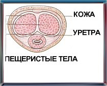 Мавит прибор для массажа простаты цена